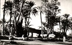 CPA Scenes Typs Entree de I 'Oasis