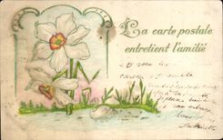 La fantasia de CPA florece el cisne