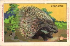 Chromo Les Animaux Sauvages Le Porc Epic Bledine 