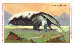 Chromo Les Animaux Sauvages Le Tamanoir Bledine