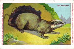 Chromo Les Animaux Sauvages Le Blaireau Bledine