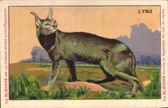 Chromo Les Animaux Sauvages Le Lynx Bledine