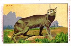 Chromo Les Animaux Sauvages Le Lynx Bledine