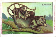 Chromo Les Animaux Sauvages Le Sarigue Bledine