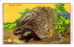 Chromo Les Animaux Sauvages Le Porc Epic Bledine