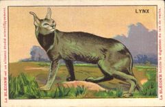 Chromo Les Animaux Sauvages Le Lynx Bledine