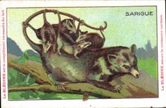 Chromo Les Animaux Sauvages Le Sarique Bledine
