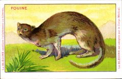 Chromo Les Animaux Sauvages La Fouine Bledine
