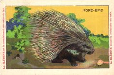 Chromo Les Animaux Sauvages Le Porc Epic Bledine 