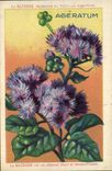 Chromo Bledine Ageratum