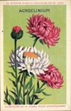 Chromo La bledine Acroclinium