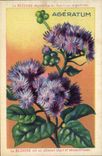 Chromo La bledine Ageratum