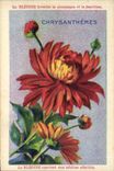 Chromo La bledine Chrysanthemes