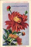 Chromo Bledine Chrysanthemes