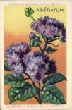 Chromo Bledine Ageratum
