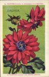 Chromo Bledine Dahlia