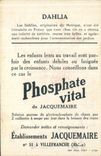 Chromo Bledine DAlhia