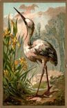 Chromo Heron Bon point Oiseau