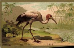 Chromo Ibis oiseau