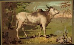 Chromo Zebu 
