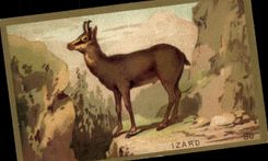 Chromo Izard