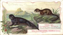 Chromo Chocolaterie d'Aiguebelle Carnassiers rongeurs Enhydre marine Ondatra musque