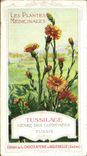 Chromo Chocolaterie d'Aiguebelle Les Plantes Mediciales Tussilage Genre Des Composees Tussis