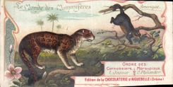Chromo Le Monde des Mammiferes Ordre des Carnassiers Primates Chocolaterie d'Aiguebelle Drome