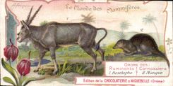 Chromo Le Monde des Mammiferes Ordre des Ruminants Carnassiers Mangue Chocolaterie d'Aiguebelle Drome