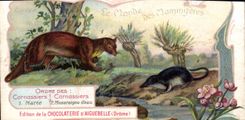 Chromo Le Monde des Mammiferes Ordre des Ruminants Carnassiers Mangue Chocolaterie d'Aiguebelle Drome