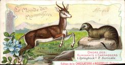 Chromo Le Monde des Mammiferes Ordre des Ruminants Carnassiers Mangue Chocolaterie d'Aiguebille Drome