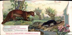 Chromo Le Monde des Mammiferes Ordre des Ruminants Carnassiers Mangue Chocolaterie d'Aiguebille Drome