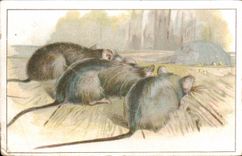 Image Chocolat Saintoin Souris Mouse