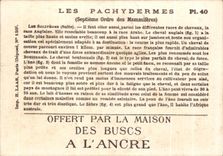 Chromo Les Pachydermes Zebre Ane Donkey Cheval Horse