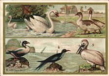 Chromo Offert Par La Maison Des Buscs A L'Ancre Palmipedes Cygne Canard 