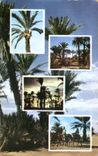 CPA Pittoresque Afrique Du Nord Picturesque norther Africa Scenes de la Palmerale