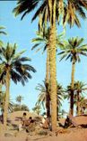 CPA Scenes Et Types La Cueillette des Dattes