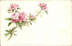 Flores de la fantasia de CPA