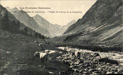 CPA the Illustrated Pyrenees Surroundings of Cauterets Valley of Lutour and Cabaliros Cows