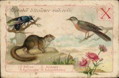 Image Alphabet Natural history Xerus Xenops Xerontheme Xylocopa