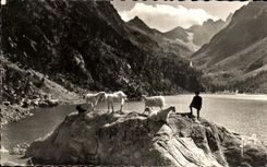 CPA Lake De Gaube the Lake Goat Goat