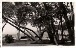 CPA Juan Pines the Pine forest