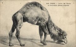 CPA Paris Botanical garden the Dromedary Camel Zoo Mehari d' Algerie