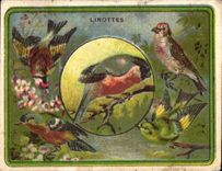Chromo Chocolat Pupier Sainte Etienne Oiseaux Linottes