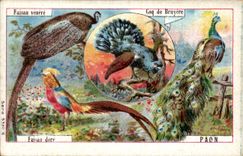 Image Pheasant the Fano pills cock of heather Peacock Birds