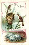 Image Eggs and Nests Rousserolle Birds Britannia Pastilles