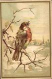 Chromo Oiseau
