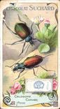 Chromo Chocolat Suchard Calosome Carabe Insecte
