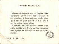 Image Migrating Locust