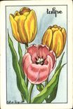 Image Tulip Flowers